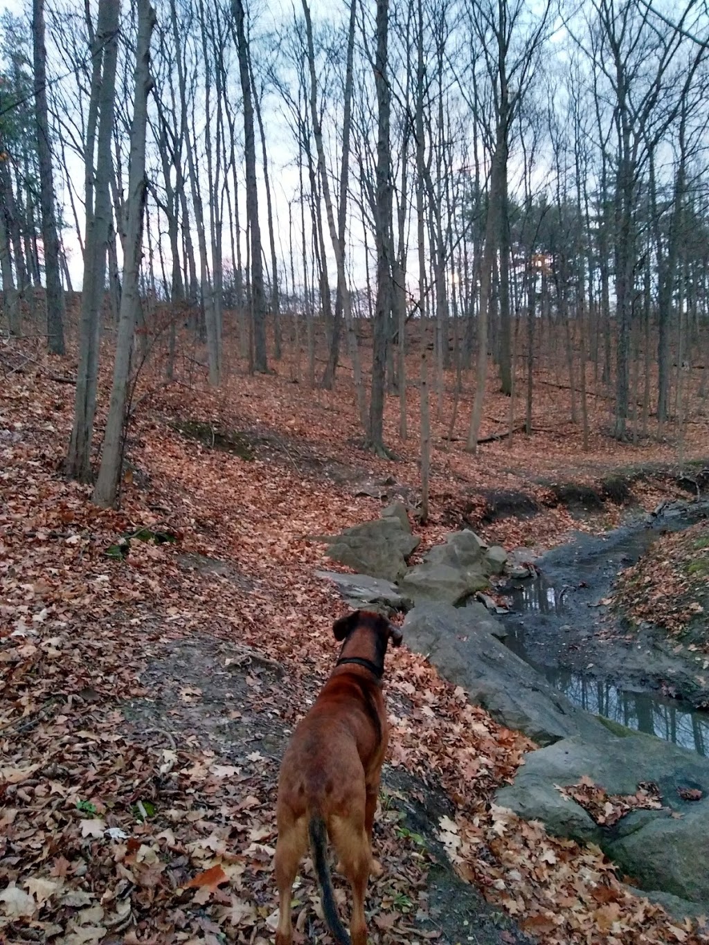 Burgoyne Woods Dog Park | 70 Edgedale Rd, St. Catharines, ON L2R, Canada | Phone: (905) 688-5600