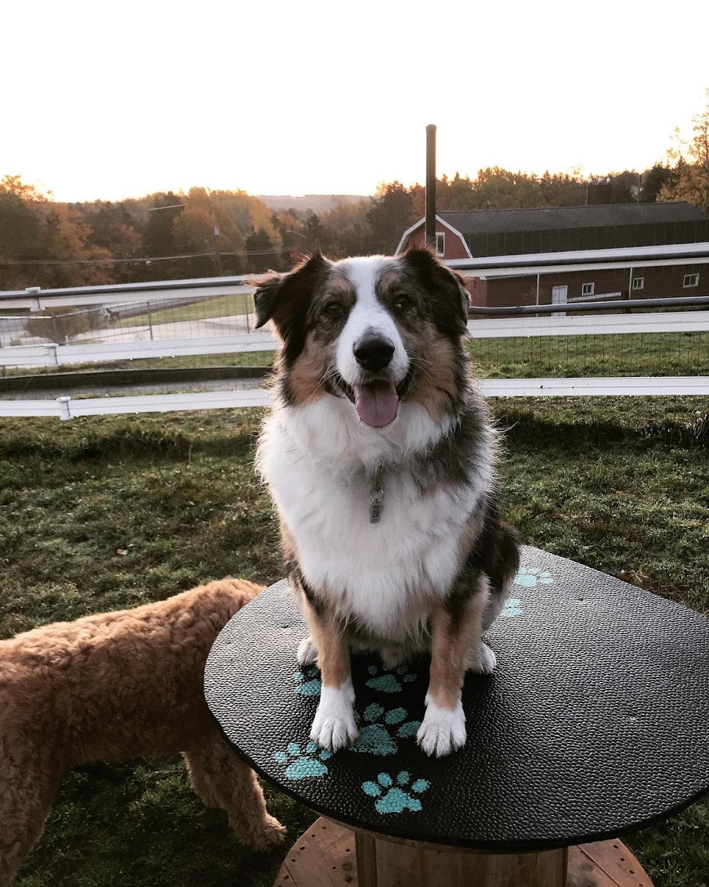 Bowlin Farms Doggie Adventures Ltd. | 96 Walkers Service Rd, Lower Sackville, NS B4C 2P7, Canada | Phone: (902) 718-9293