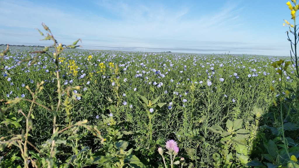 Off-Leash Recreation Area | North on dirt road, west of airport, Junor Ave, Saskatoon, SK S7R 0A7, Canada