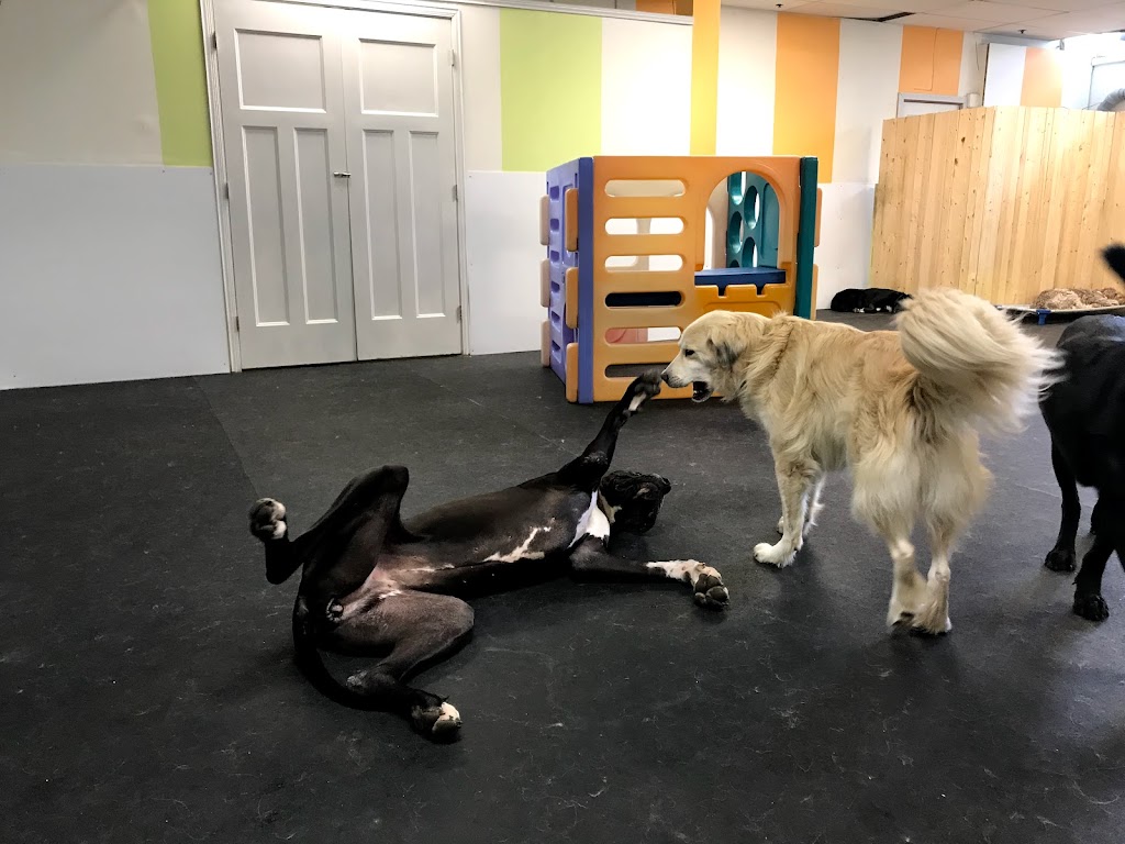 Pup Culture Dog Daycare | 6939 Hastings St Suite 101, Burnaby, BC V5B 1S9, Canada | Phone: (604) 298-7297