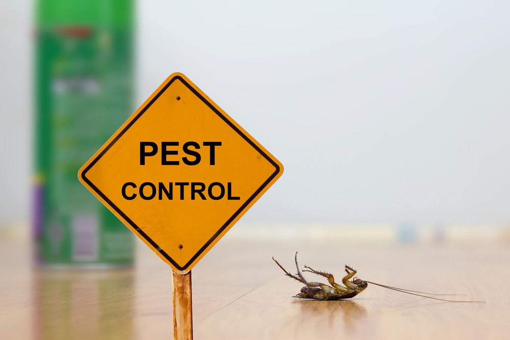 Pestro Pest Control Services | Pest Control Services Brampton | Mice Control Services | Bed bugs removal | bed bug exterminator | 1154 Shadeland Dr, Mississauga, ON L5C 1P3, Canada | Phone: (647) 621-5617