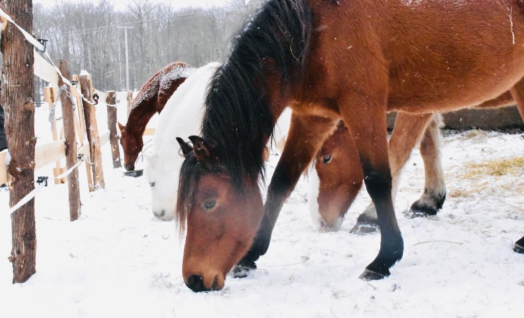 HARAS des Sucres | 241 Rte Grand Capsa, Pont-Rouge, QC G3H 1K8, Canada | Phone: (418) 659-6525