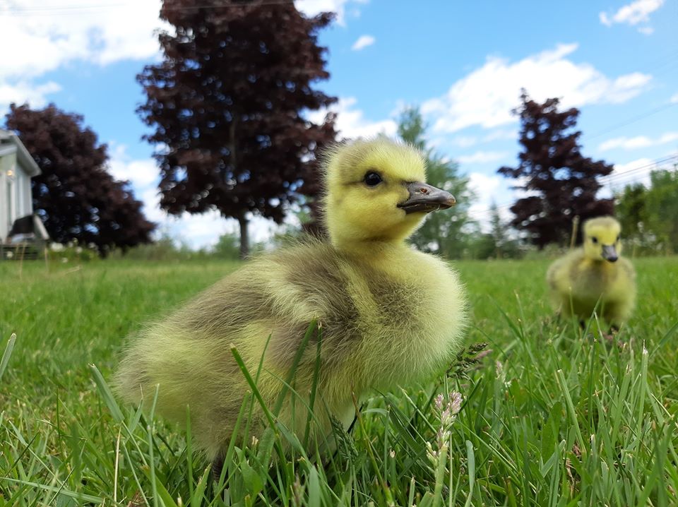 Maplebrook Farm & Resort • Shediac | 3673 NB-134, Shediac Bridge, NB E4R 1R9, Canada | Phone: (506) 531-8342