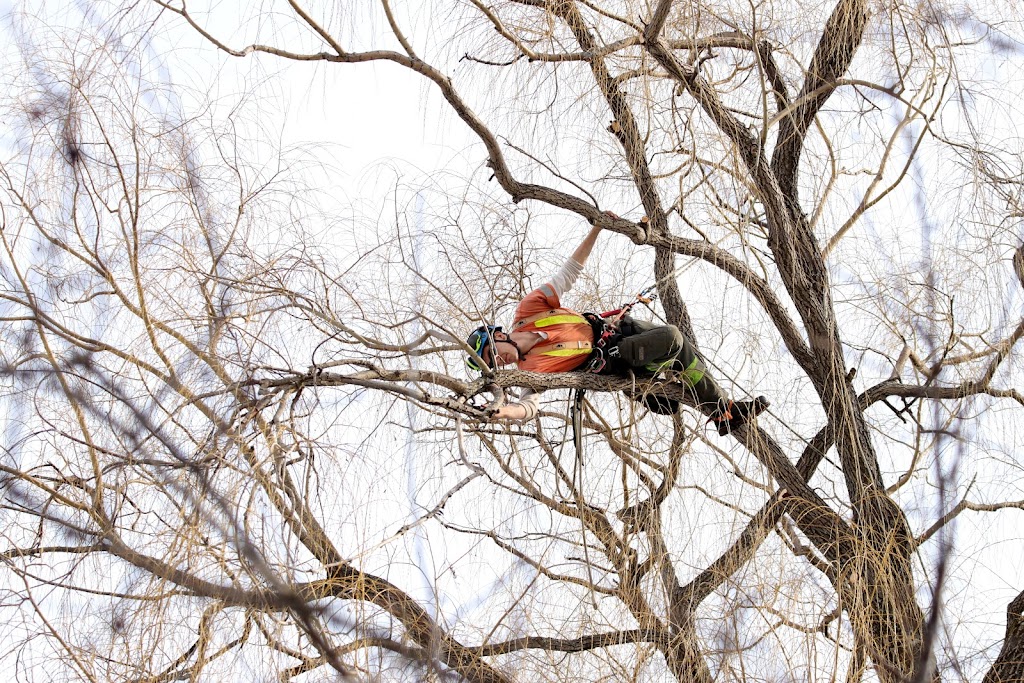 Climbing Bear Tree Care | 280 Carling Ave #6, Ottawa, ON K1S 2E2, Canada | Phone: (613) 898-4679