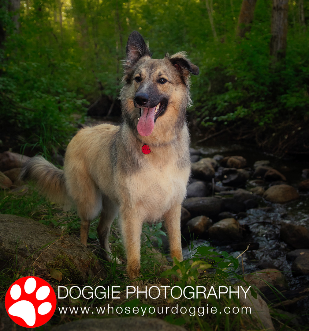 Doggie Photography | 160 Kulawy Dr NW, Edmonton, AB T6L 6Y9, Canada | Phone: (780) 966-1941