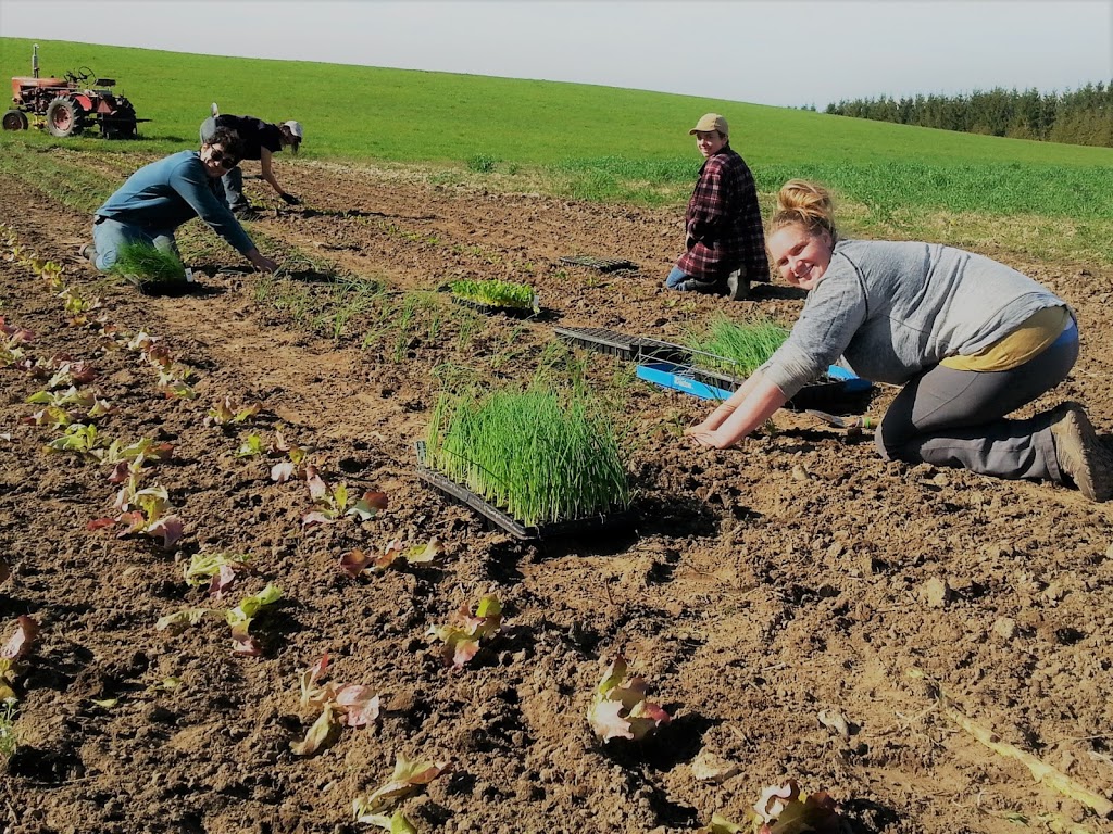 Fertile Ground Farm | 1560 Carmel-Koch Rd, St. Agatha, ON N0B 2L0, Canada | Phone: (226) 747-2552