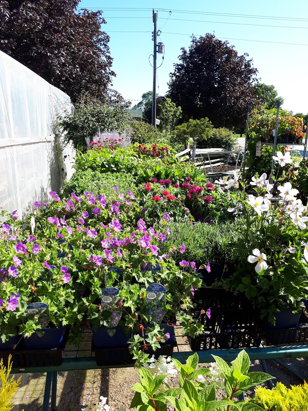 Smeltzers Garden Centre | 3163 Concession Rd 2, Ripley, ON N0G 2R0, Canada | Phone: (519) 395-5206