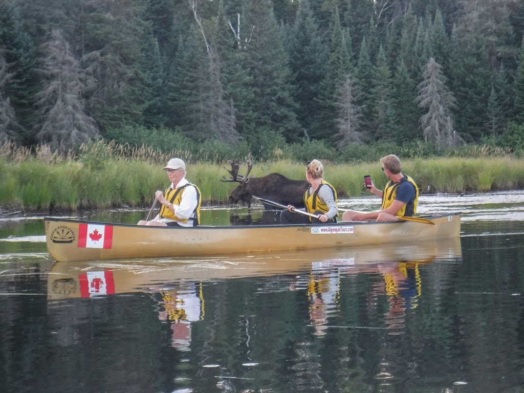 Algonquin Park Adventure Tours | 1023 Cooper Lake Rd, Dwight, ON P0A 1H0, Canada | Phone: (705) 783-7566