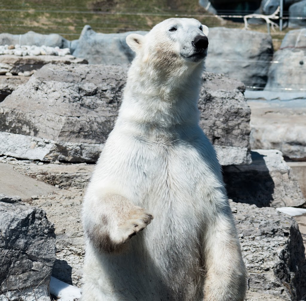 Polar Bear Exhibit | 2000 Meadowvale Rd, Scarborough, ON M1B 5K7, Canada | Phone: (416) 392-5929