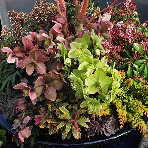 Phoenix Perennials | 3380 No 6 Rd, Richmond, BC V6V 1P5, Canada | Phone: (604) 270-4133