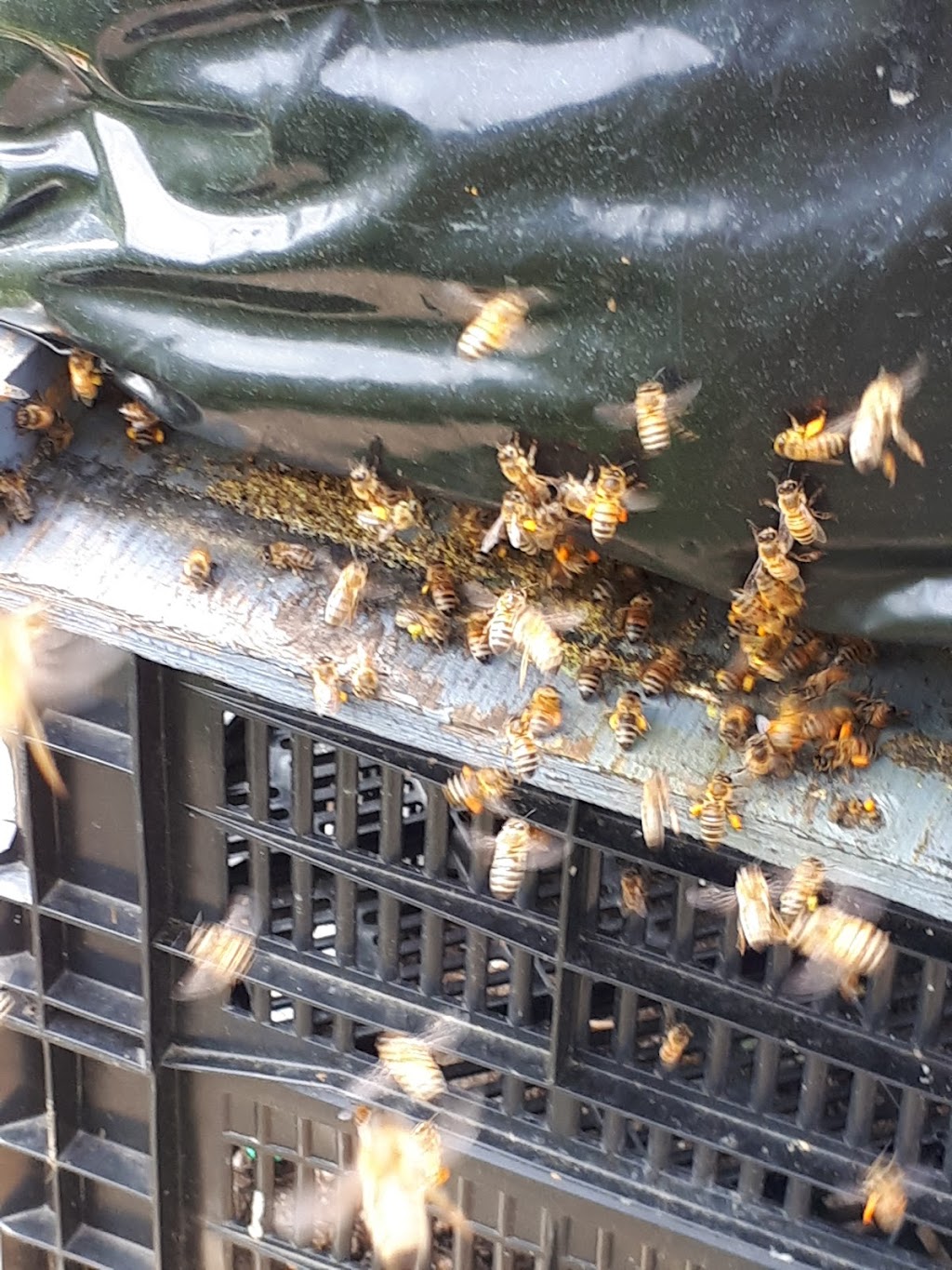 bee swarm removal niagara | 5690 Bossert Rd, Niagara Falls, ON L2H 2H8, Canada | Phone: (905) 650-5180