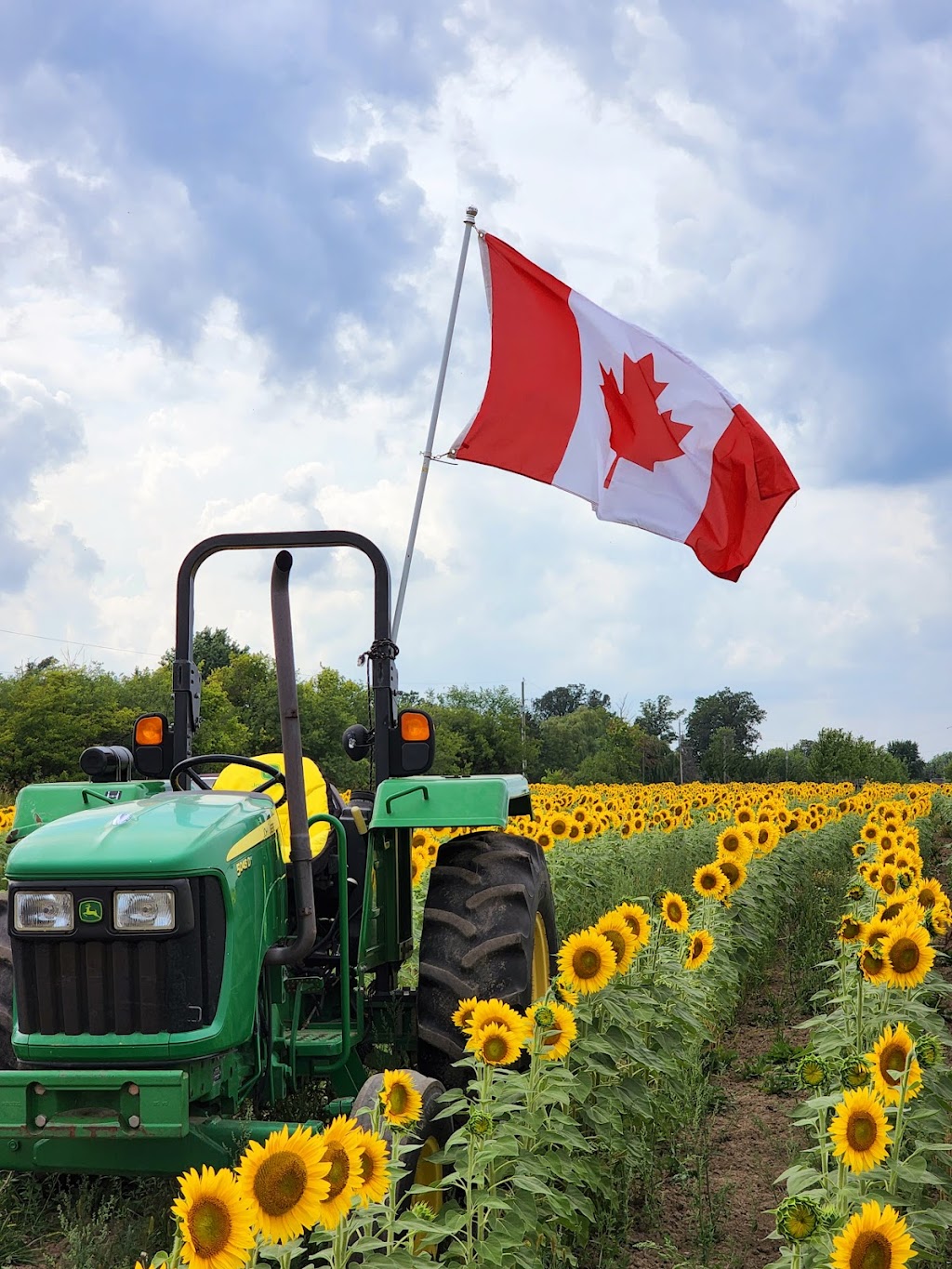 Gill Sunflower Farm | Healey Road and, Centreville Creek Rd, Caledon, ON L7C 0W9, Canada | Phone: (416) 258-8602