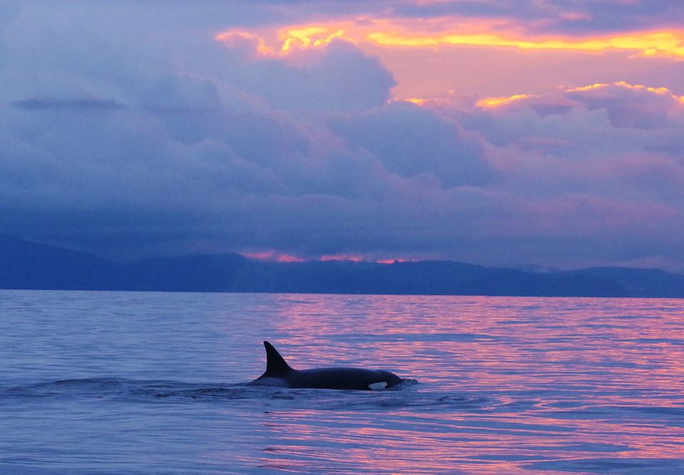 Sooke Whale Watching / Sooke Coastal Explorations | 1581 Dufour Rd, Sooke, BC V9Z 0T6, Canada | Phone: (250) 642-2343