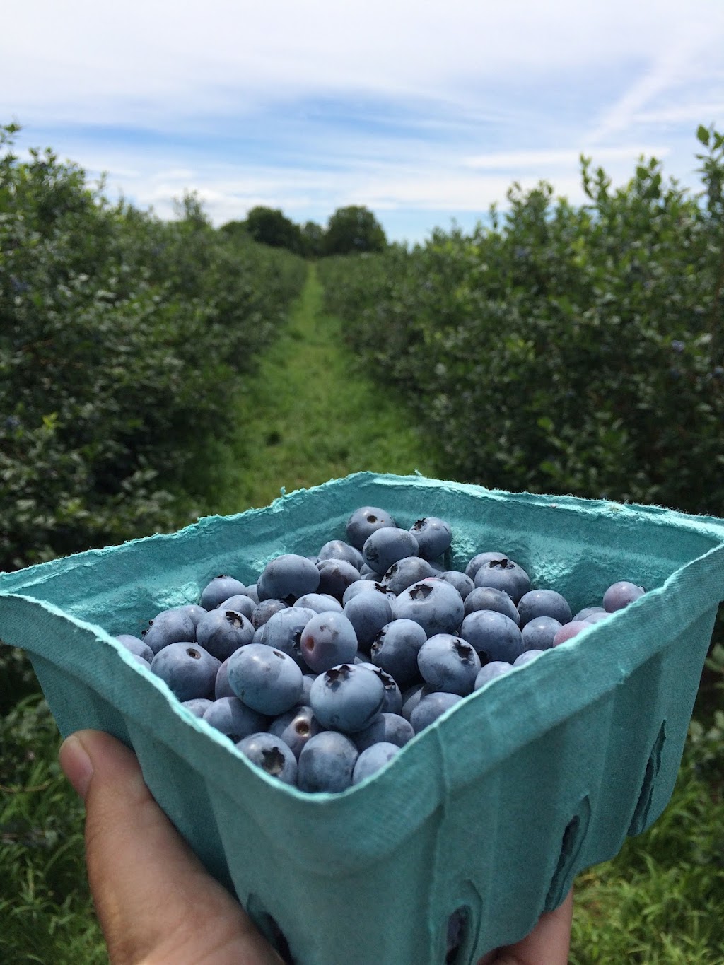 Blueberry farm | 4674 176 St, Surrey, BC V3S 0L5, Canada | Phone: (778) 869-8220
