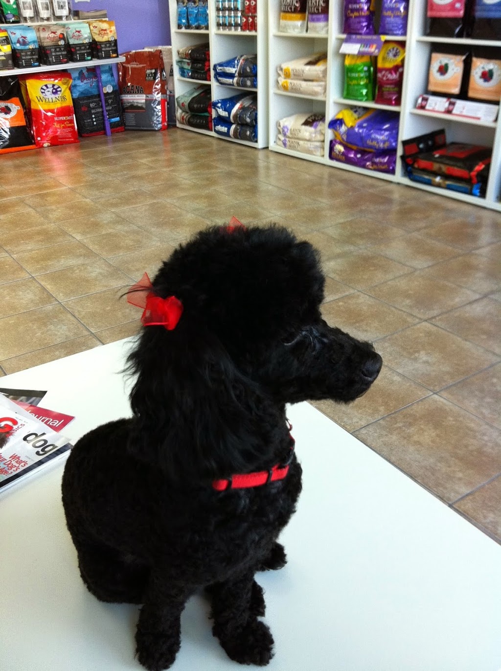 Le PET TOWN | 4555 Boulevard Saint-Charles, Pierrefonds, QC H9H 3C7, Canada | Phone: (514) 675-7387