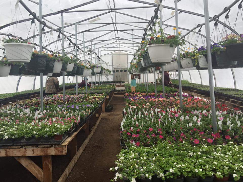 Bellis Garden and Greenhouses | 60106 Range Rd 152, Bellis, AB T0A 0J0, Canada | Phone: (780) 636-2669