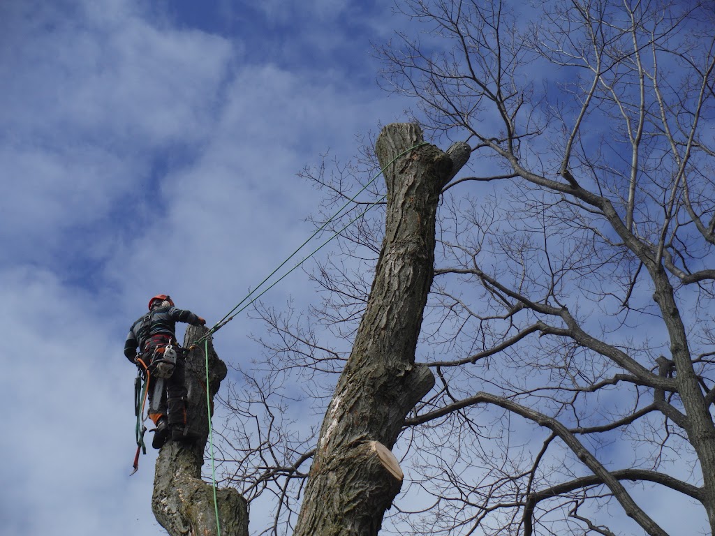 Arboriculture Carrier | 45 route 116 est, Warwick, QC J0P 1M0, Canada | Phone: (819) 350-2036