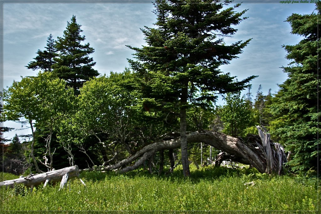 OReilly House Museum | 48 Orcan Dr, Placentia, NL A0B 2Y0, Canada | Phone: (709) 227-5568