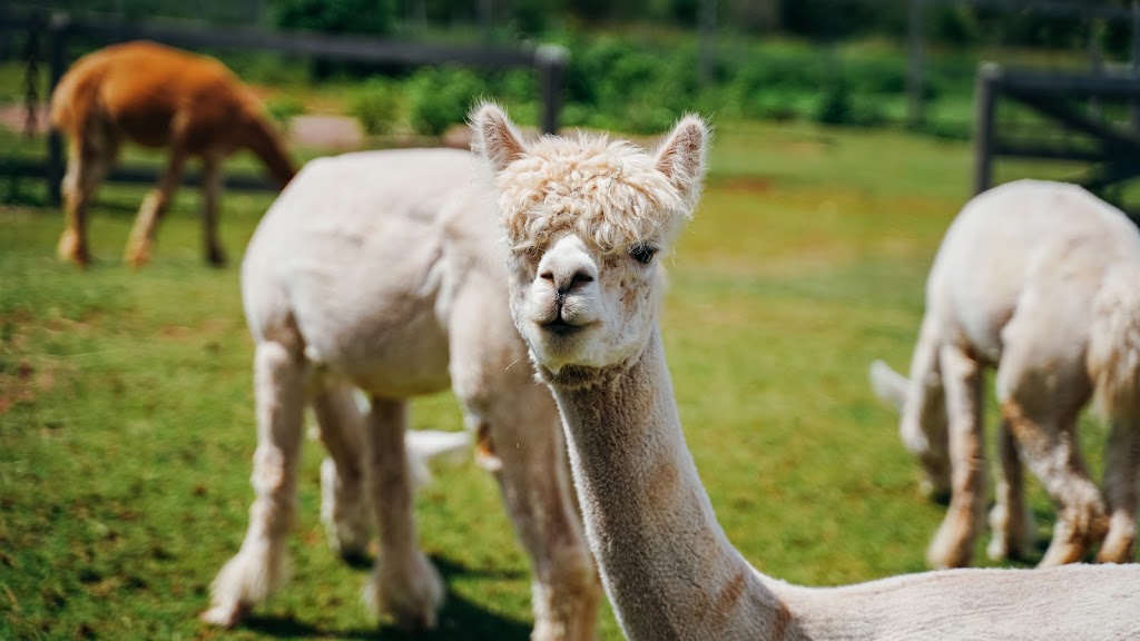 Green Gable Alpacas | 5627 PE-12, Tyne Valley, PE C0B 2C0, Canada | Phone: (902) 303-0647