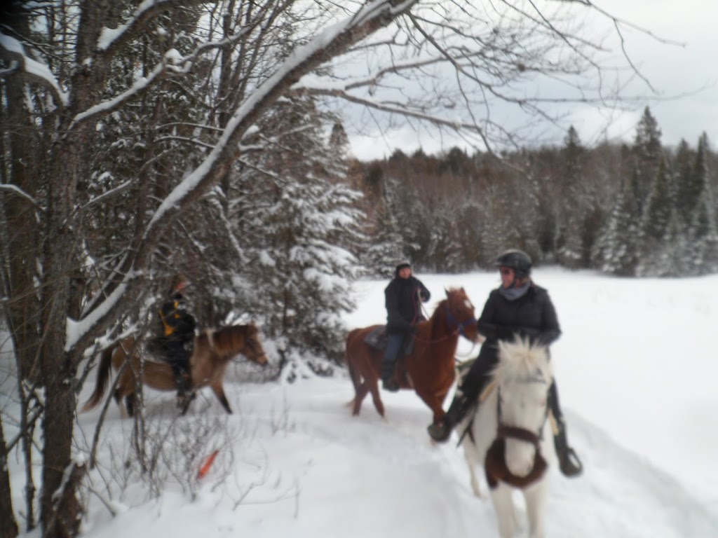 Horse Tales N Trails | 85 Old Nipissing Rd South, Magnetawan, ON P0A 1P0, Canada | Phone: (249) 995-0061