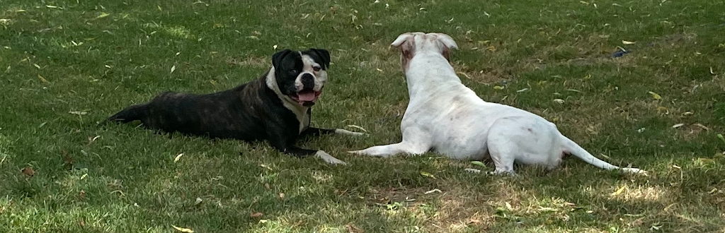 Rosebull Kennels American Bulldogs | 78 Main St S, Hagersville, ON N0A 1H0, Canada | Phone: (905) 379-4489