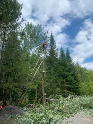 Brendan Brown Climbing Arborist | 471 Mark St, Peterborough, ON K9H 1W1, Canada | Phone: (705) 957-4502