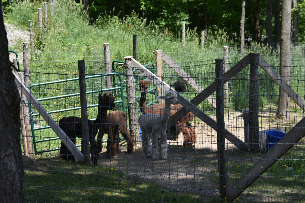 Wow Freli Alpagas / Alpacas | 117 Chemin des Érables, Frelighsburg, QC J0J 1C0, Canada | Phone: (514) 232-6021