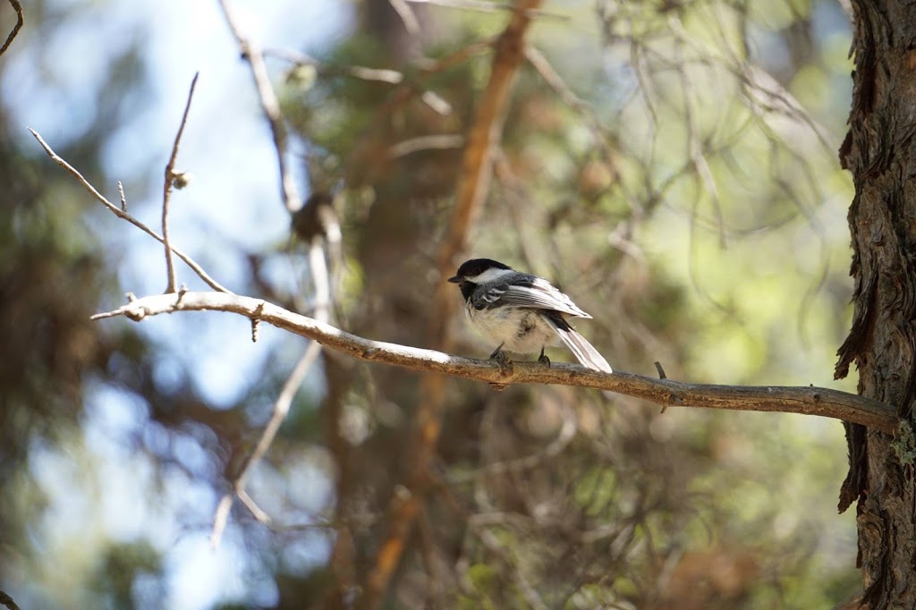 Clifford E. Lee Nature Sanctuary | Spruce Grove, AB T7Y, Canada