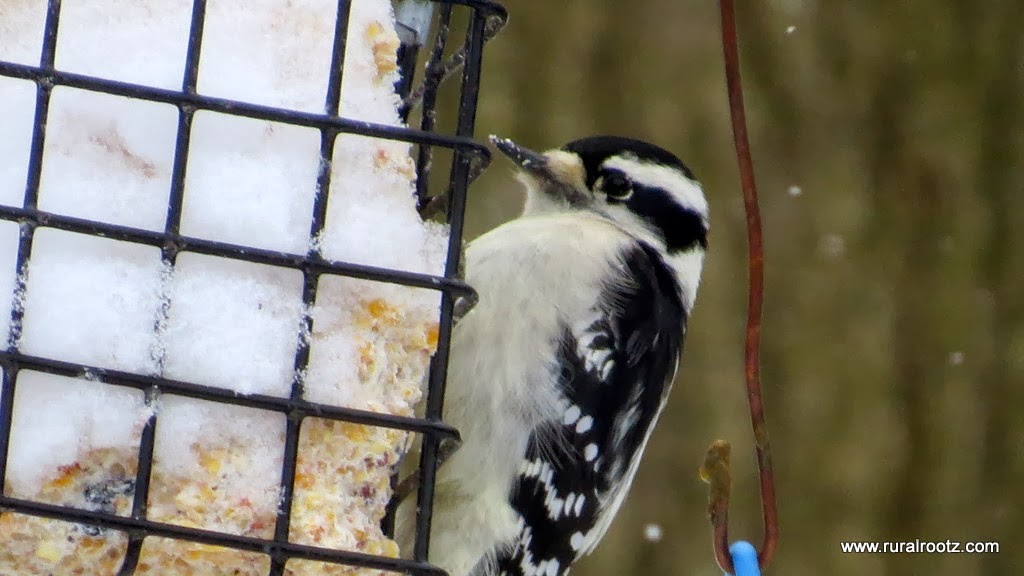 Rural Rootz Nature Reserve | 645 Northacres Rd, Wiarton, ON N0H 2T0, Canada | Phone: (519) 534-2522