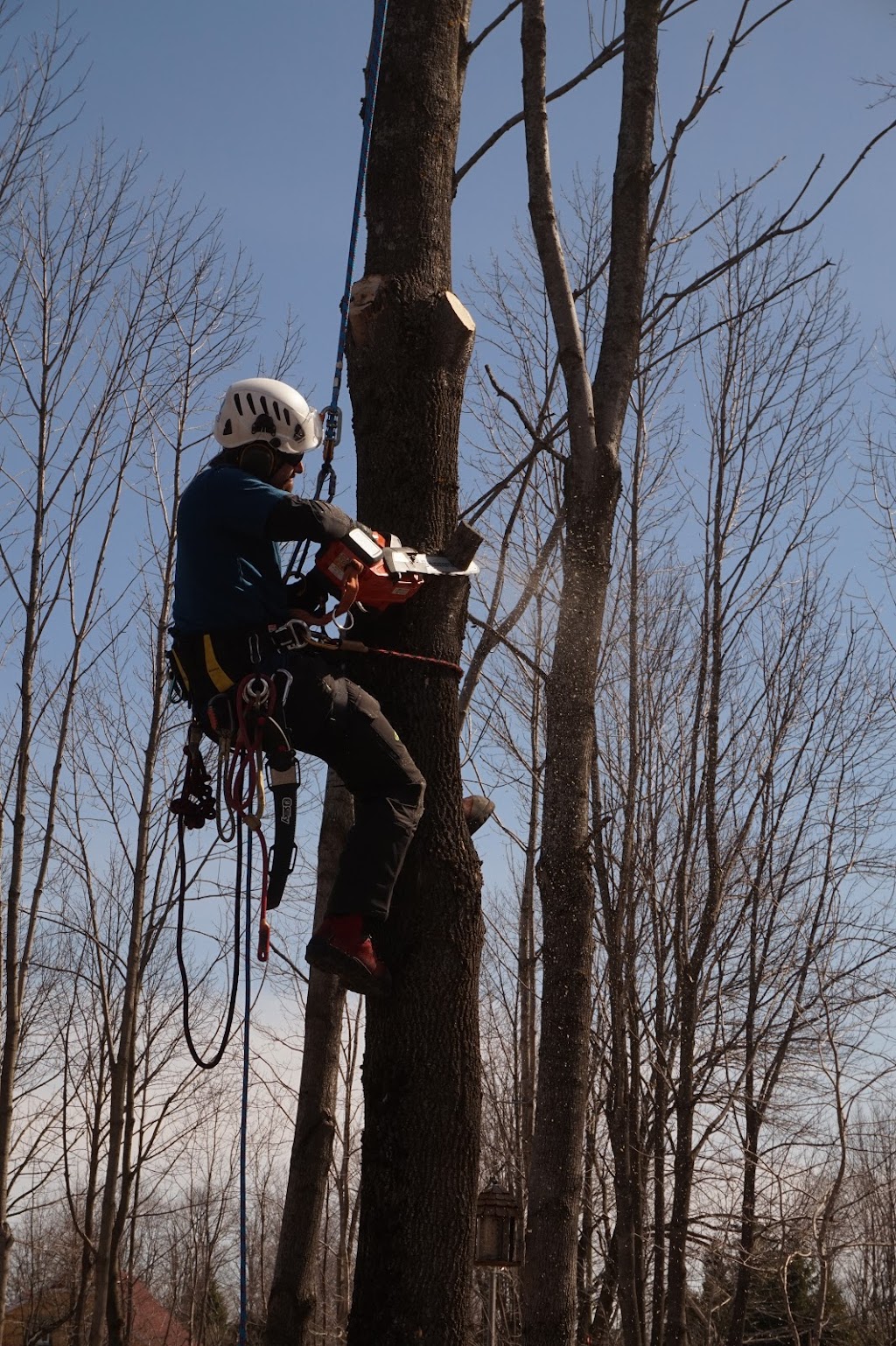 Taïga Arboriculture | 353 Rang Armagh, Sainte-Agathe-de-Lotbinière, QC G0S 2A0, Canada | Phone: (418) 929-9880