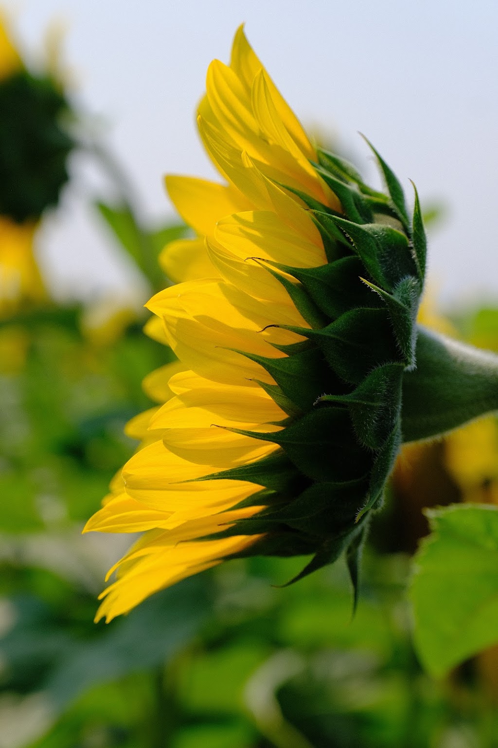 Sunflower Fields of Markham | 10378 ON-48, Markham, ON L3P 3J3, Canada | Phone: (416) 859-6159