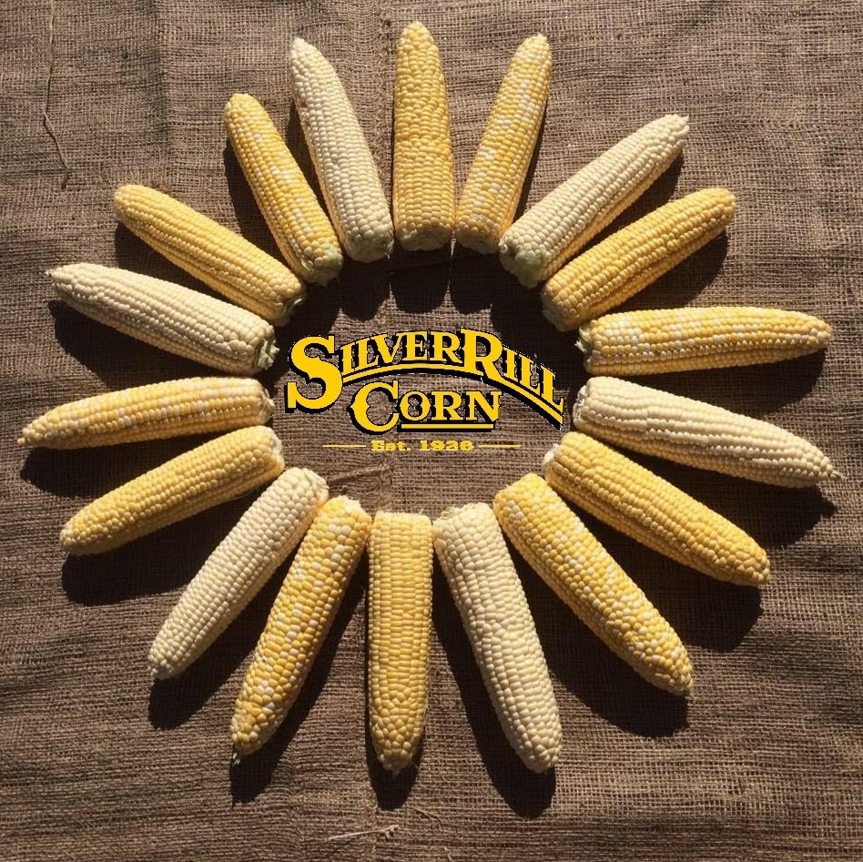 Silver Rill Corn | 7117 Central Saanich Rd, Saanichton, BC V8M 1Y3, Canada | Phone: (250) 652-3854