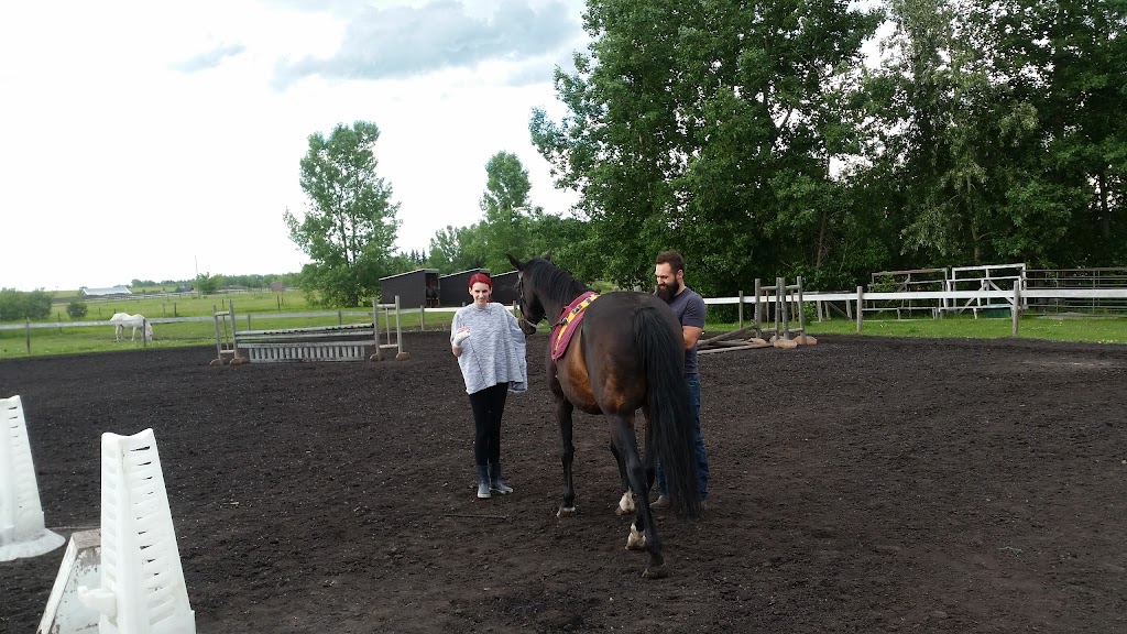 Westridge Farms Walking Horses | RR 8 LCD 8, Calgary, AB T2J 2T9, Canada | Phone: (403) 931-3160