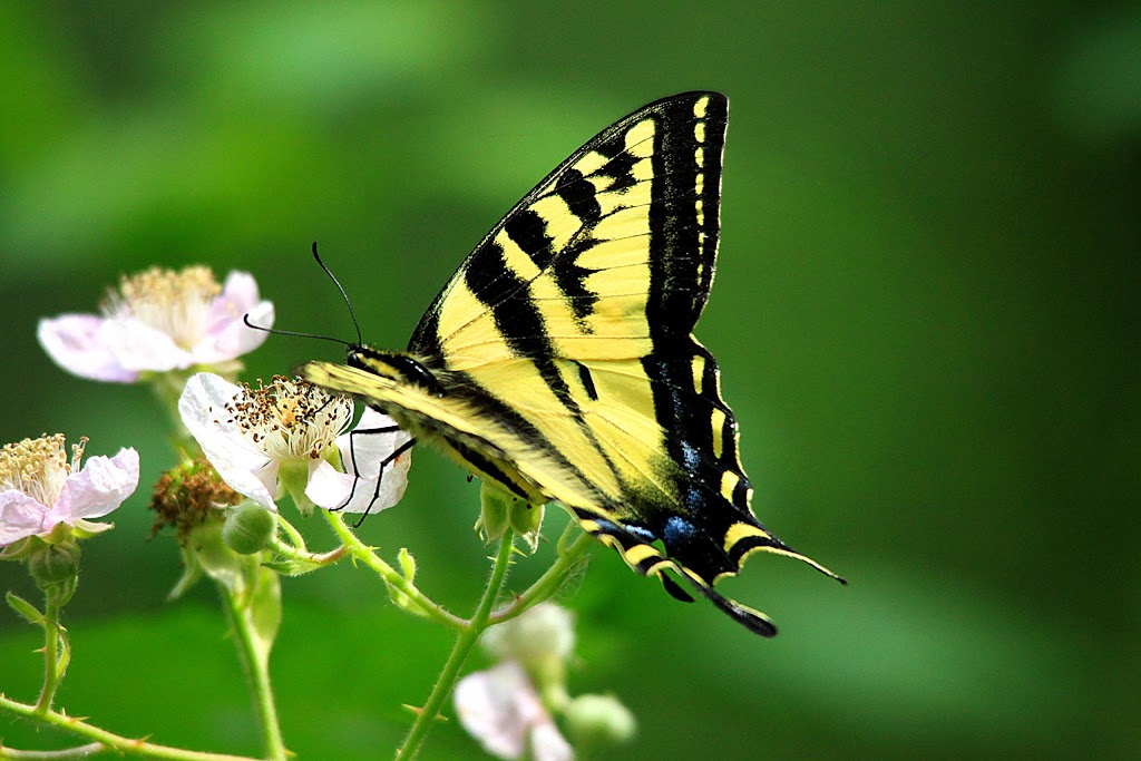 Wild Bird Trust of B.C. | 2649 Dollarton Hwy, North Vancouver, BC V7H 1B1, Canada | Phone: (604) 929-2379