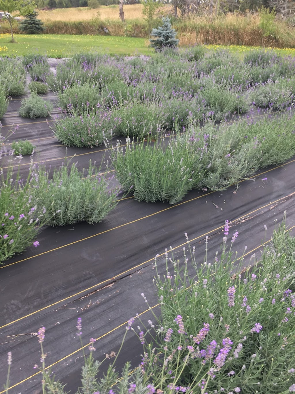 Laughing Lavender U-Pick | 86 Vernonn Muttart Rd, Borden-Carleton, PE C0B 1X0, Canada | Phone: (902) 992-2076