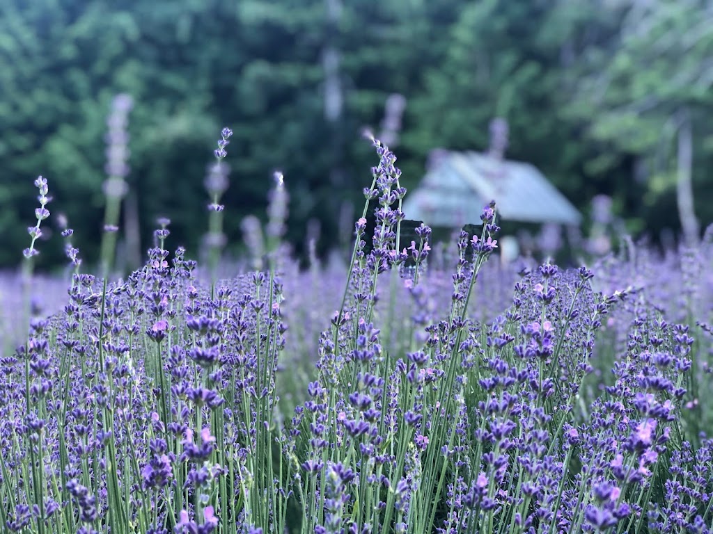 From The Garden Shed | 1056 Cedar Grove Ln, Squamish-Lillooet C, BC V0N, Canada | Phone: (604) 849-2243