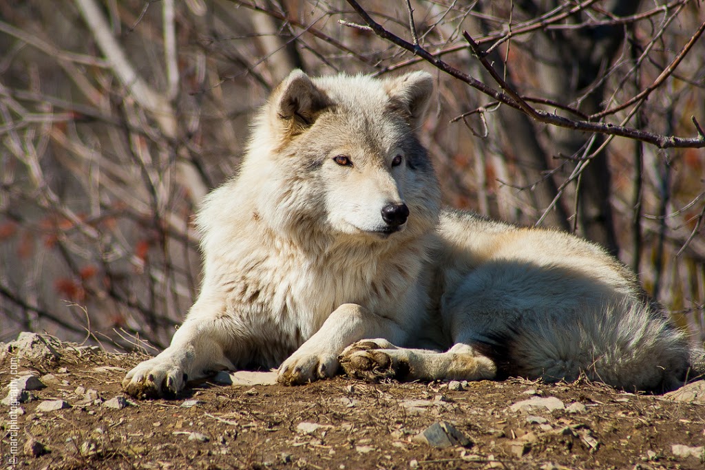 Ecomuseum Zoo | 21125 Ch Ste-Marie, Sainte-Anne-de-Bellevue, QC H9X 3Y7, Canada | Phone: (514) 457-9449