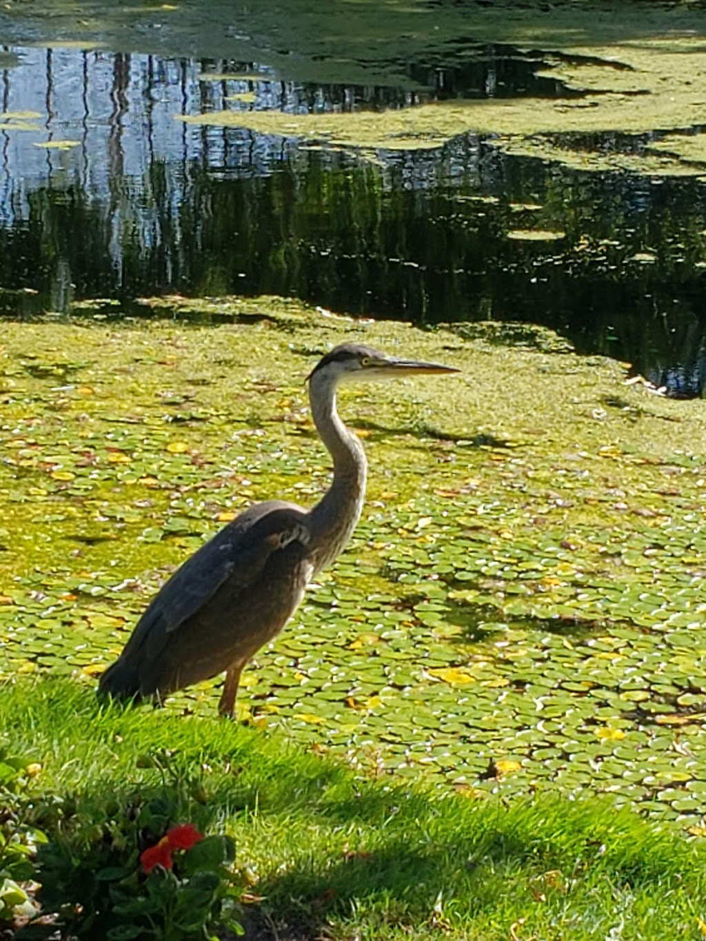 Country Meadows Golf Course & Restaurant | 8400 No 6 Rd, Richmond, BC V6W 1E2, Canada | Phone: (604) 241-4652