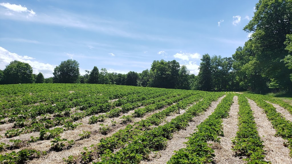 McLean Berry Farm | 2191 16 Line, Lakefield, ON K0L 2H0, Canada | Phone: (705) 657-2134