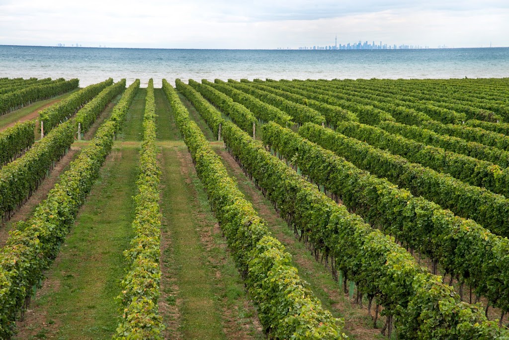 Konzelmann Estate Winery | 1096 Lakeshore Rd, Niagara-on-the-Lake, ON L0S 1J0, Canada | Phone: (905) 935-2866