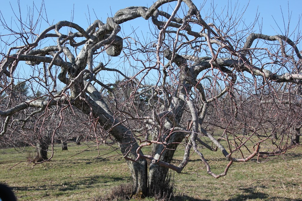 Bostwicks Family Orchard | 36 Bostwick Rd, Kingston, NB E5N 1A3, Canada | Phone: (506) 763-2943