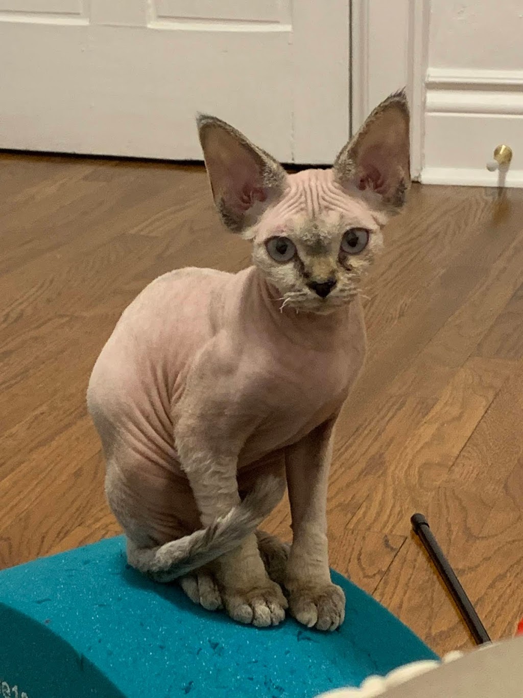 CURLY PRIDE Devon Rex Cattery (Toronto, ON) | 35 Cedarcroft Blvd, North York, ON M2R 2Z4, Canada