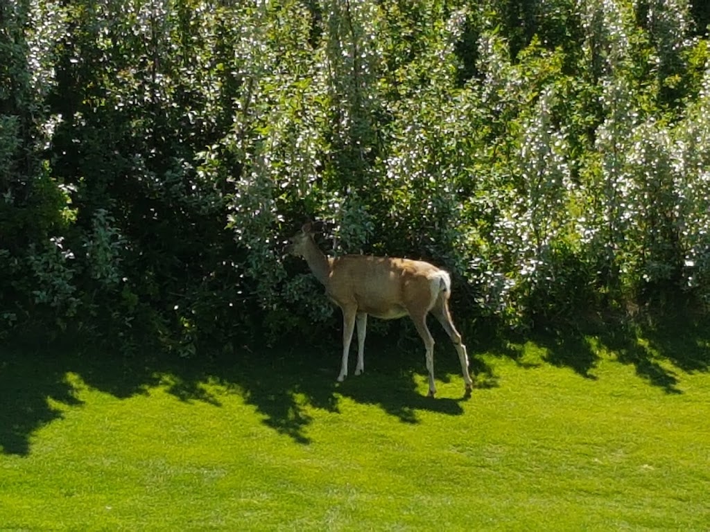 Lee Creek Valley Golf Course | 960 7 St W, Cardston, AB T0K 0K0, Canada | Phone: (403) 653-4198