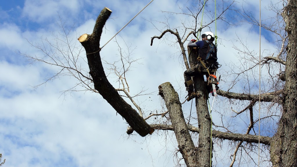 les Arboriculteurs du lac | 645 Av. Labrecque, Alma, QC G8B 2Z6, Canada | Phone: (418) 668-7014