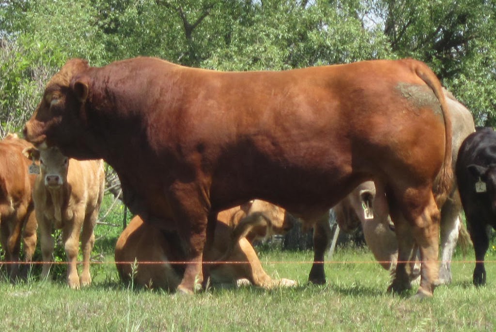 Cherway Limousin | Rd 6W,, Box 262, MB R0G 2J0, Canada | Phone: (204) 736-2878