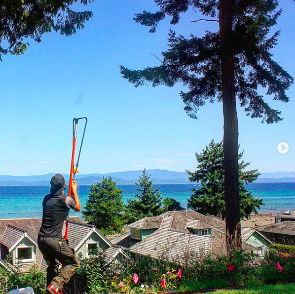 Viking Tree Care Ltd. | 223 Fourth Ave W, Qualicum Beach, BC V9K 1S3, Canada | Phone: (250) 882-5513