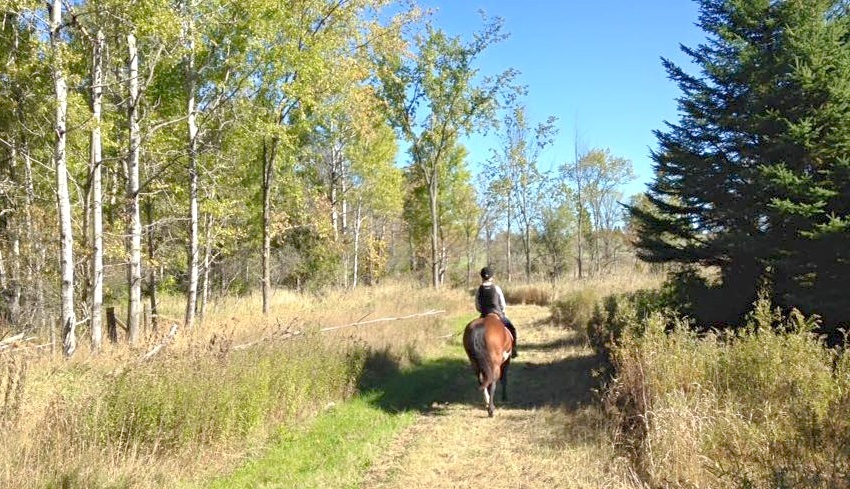 Meadowvale Farm Equestrian Centre | 1247 Corkery Rd, Carp, ON K0A 1L0, Canada | Phone: (613) 256-8170