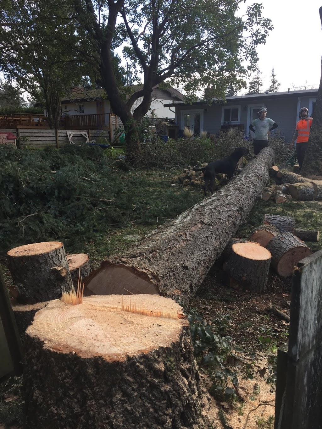 M.B Arboriculture | 3412A Gratton Rd, Victoria, BC V9C 1Z1, Canada | Phone: (250) 634-2376