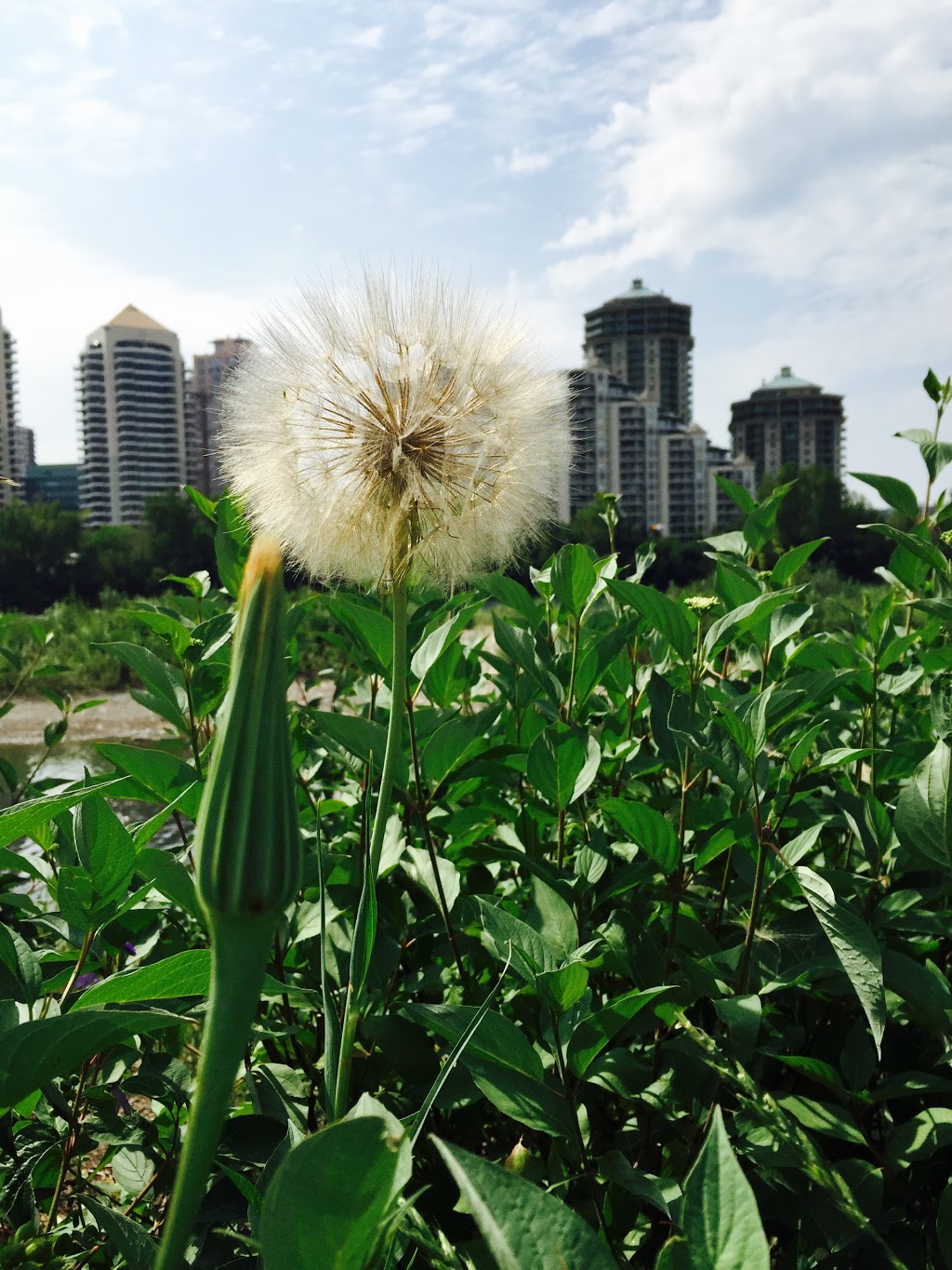 Poppy Plaza | 10 St NW, Calgary, AB T2N 3E4, Canada