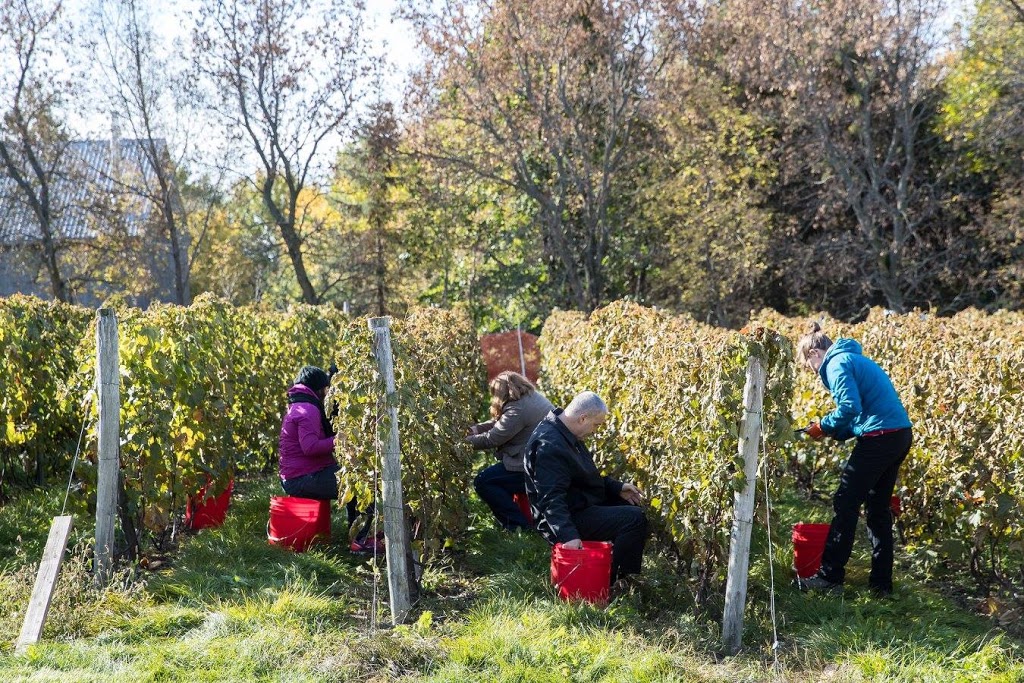 Vignoble du Mouton Noir | 1482 Rue du Rivage, Saint-Antoine-sur-Richelieu, QC J0L 1R0, Canada | Phone: (514) 231-3227